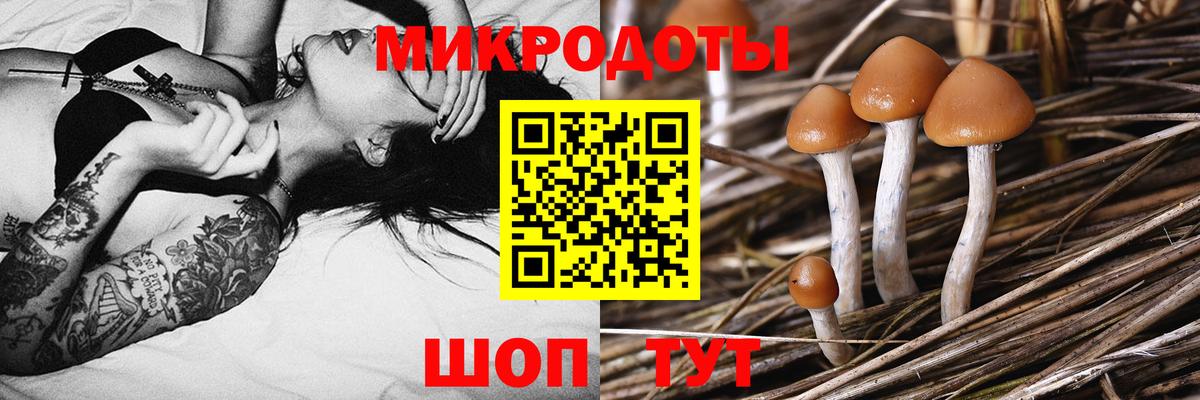 Псилоцибиновые грибы Psilocybine cubensis Химки